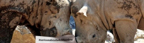 World Wildlife Day
